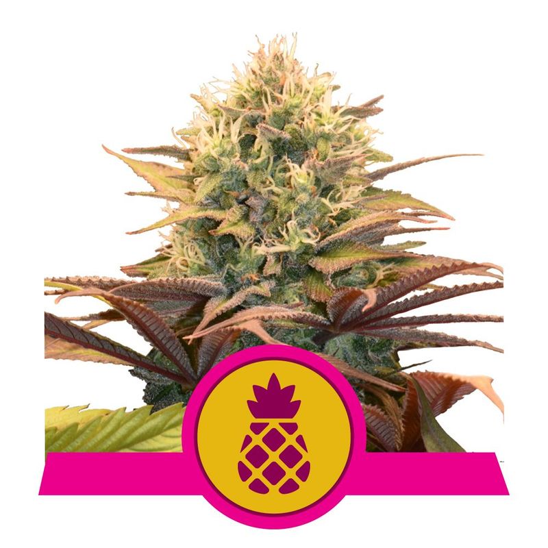 Pineapple Kush