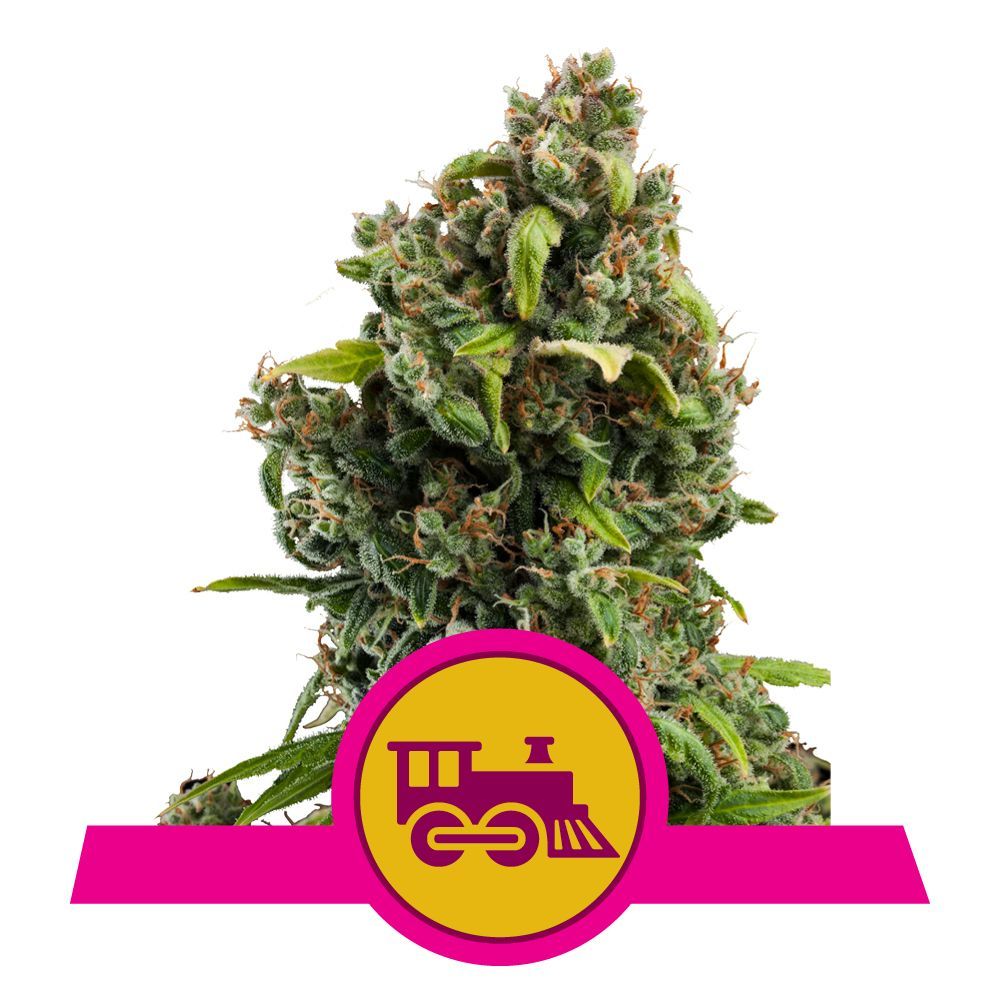 Candy Kush Express (Fast Flowering)
