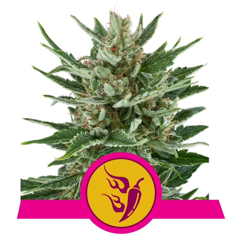 Speedy Chile (Fast Flowering)