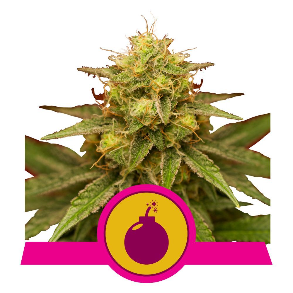 Royal Domina