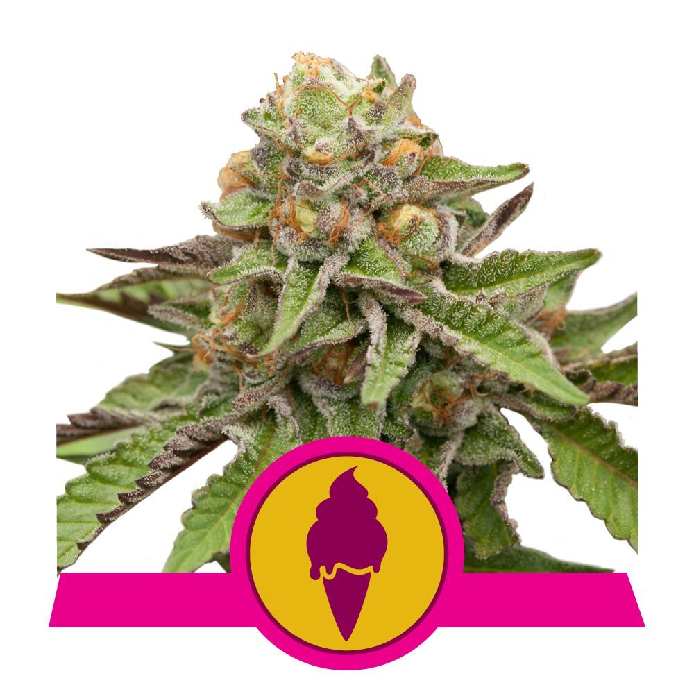 Green Gelato
