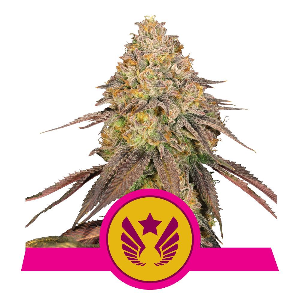 Legendary OG Punch