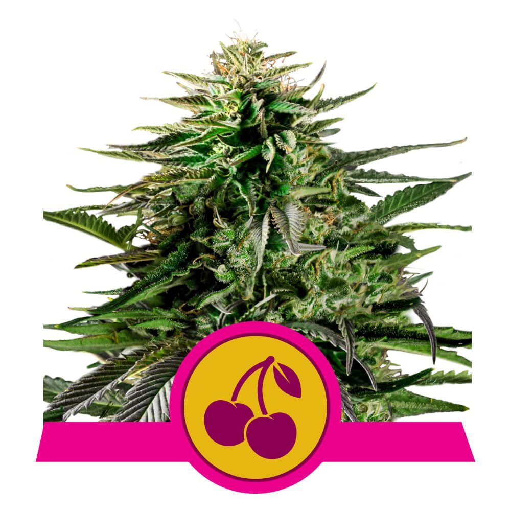 Cherry Pie