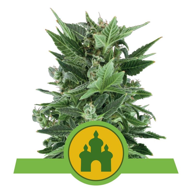 Royal Kush Auto