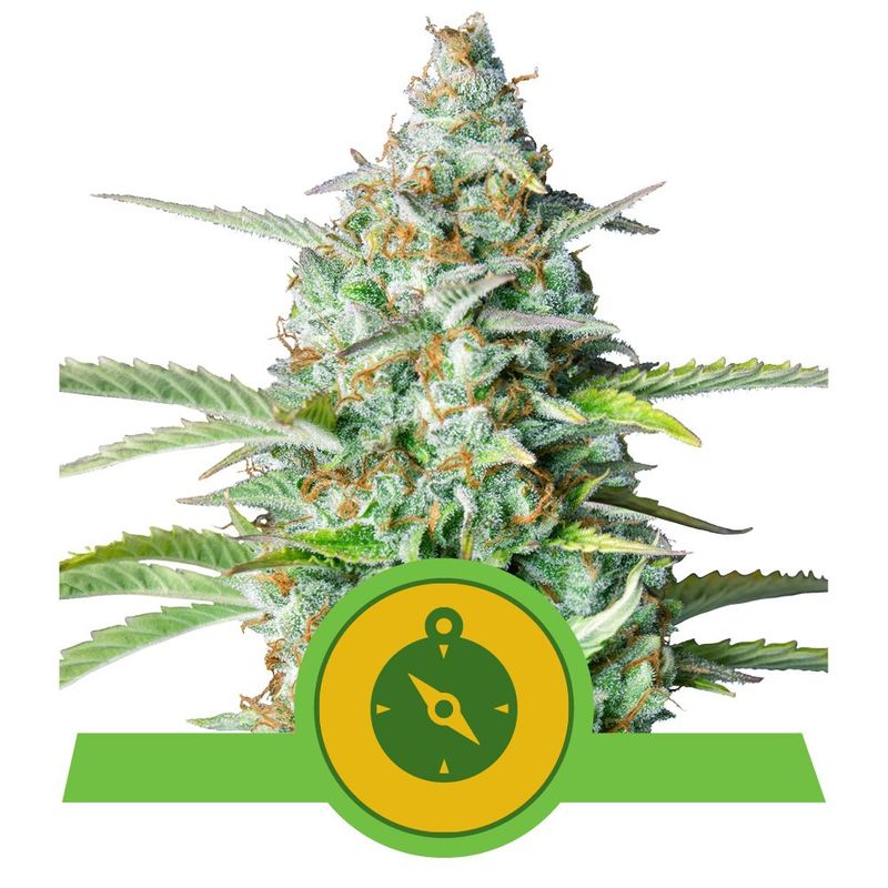 Northern Light Auto Northern Light Auto