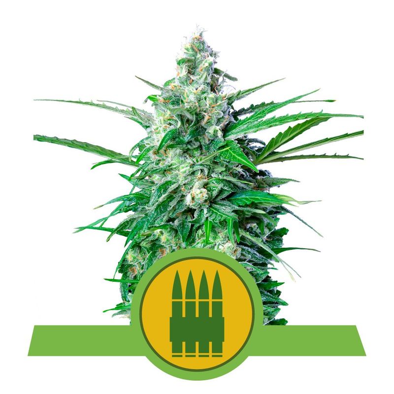 Royal AK Auto