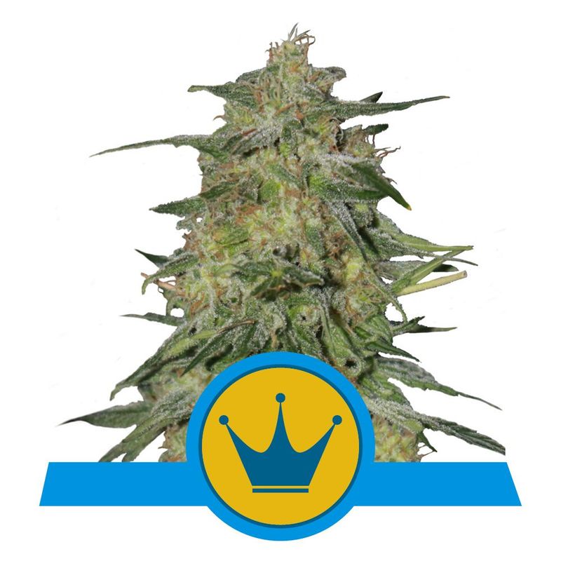 Royal CBDV Auto