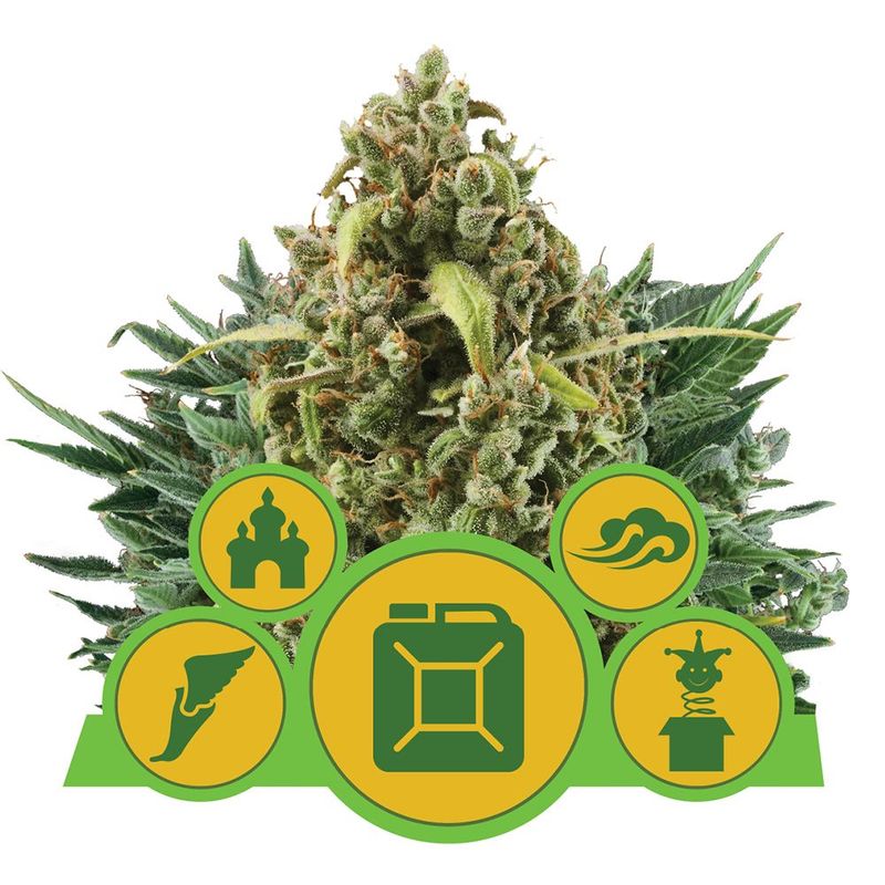 Autoflowering Mix