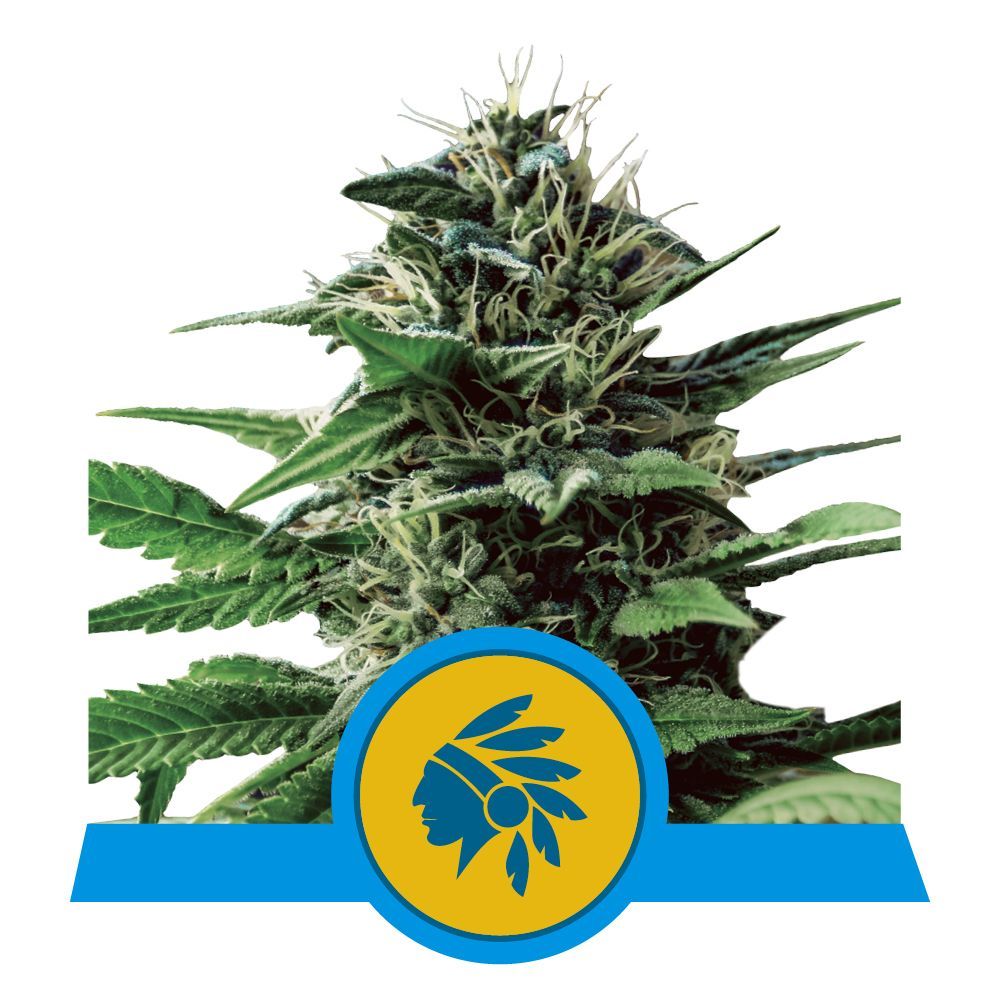 Tatanka Pure CBD