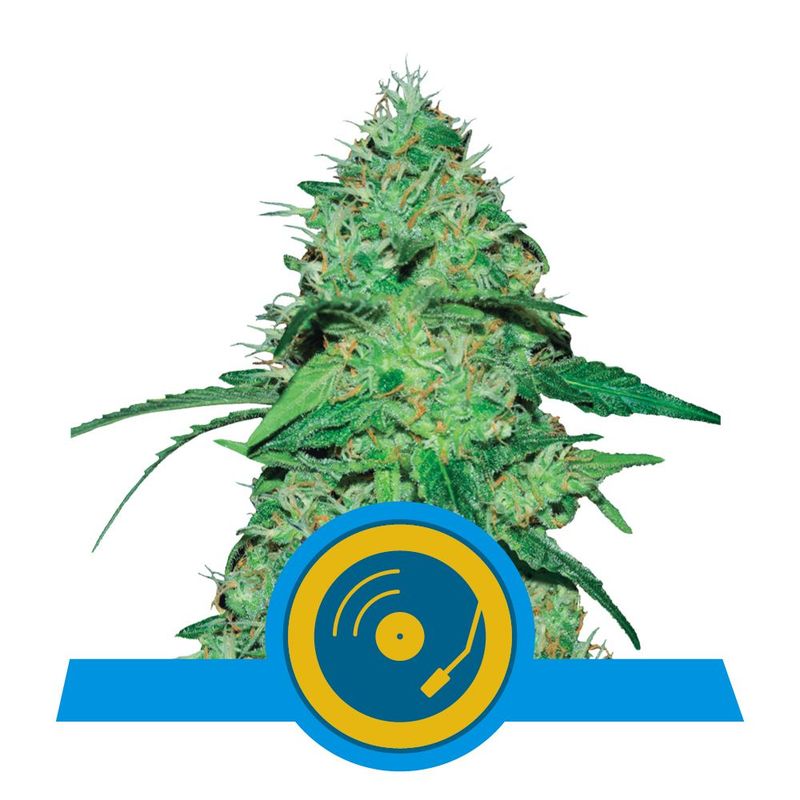 Joanne's CBD