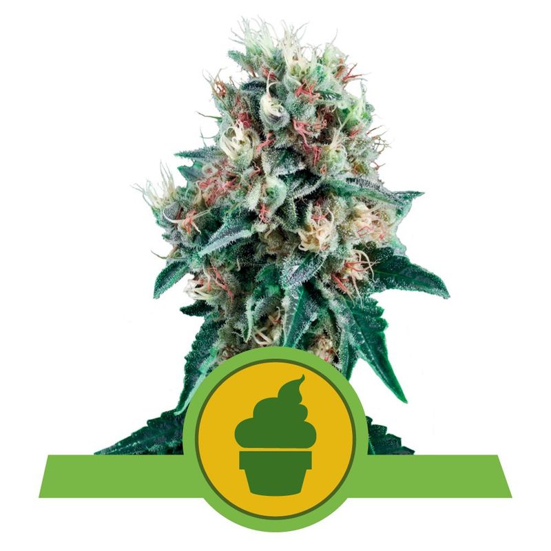 Royal Creamatic Auto Royal Creamatic Auto