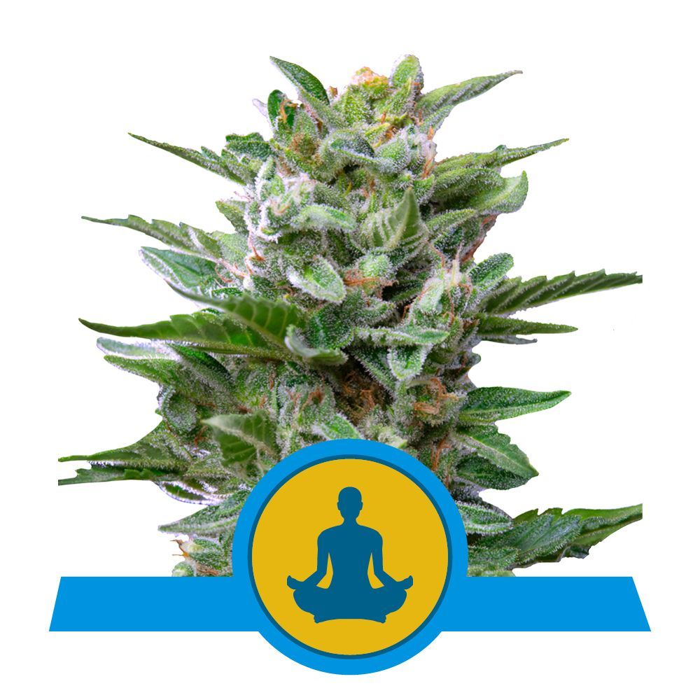 Stress Killer Auto CBD