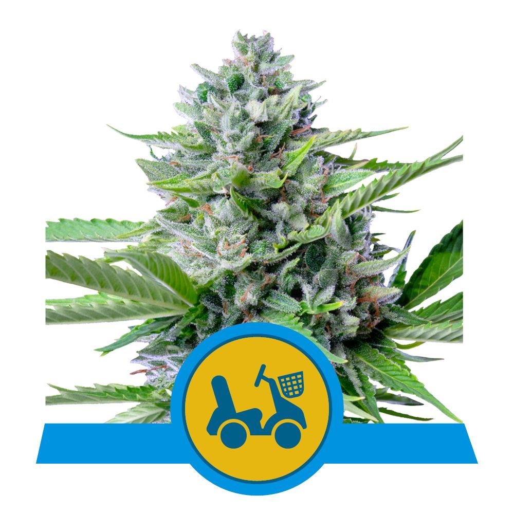 Fast Eddy Auto CBD