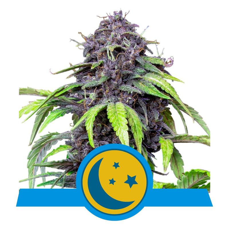 Purplematic Auto CBD Purplematic Auto CBD
