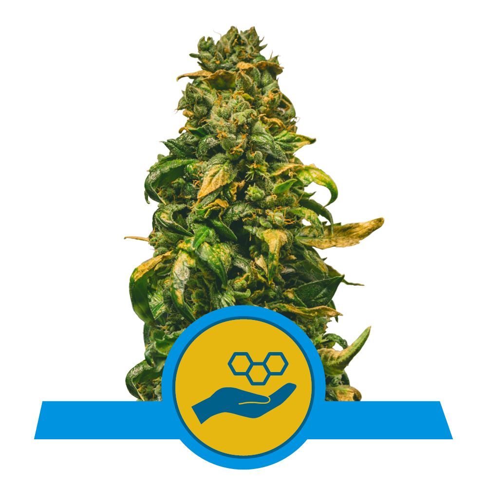 Solomatic Auto CBD