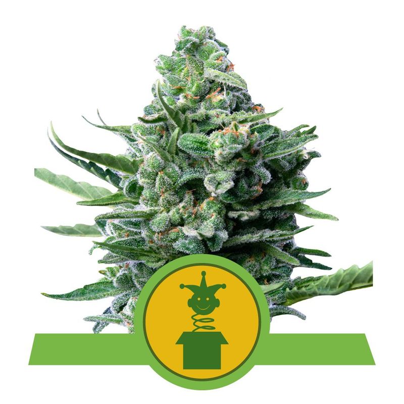Royal Jack Auto