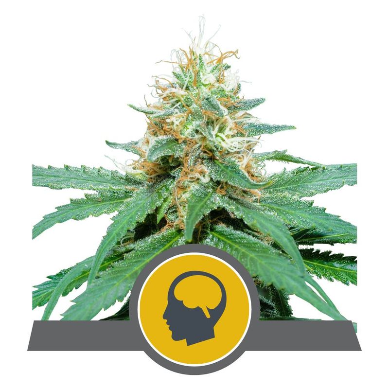 Amnesia Haze Regular Amnesia Haze Regular
