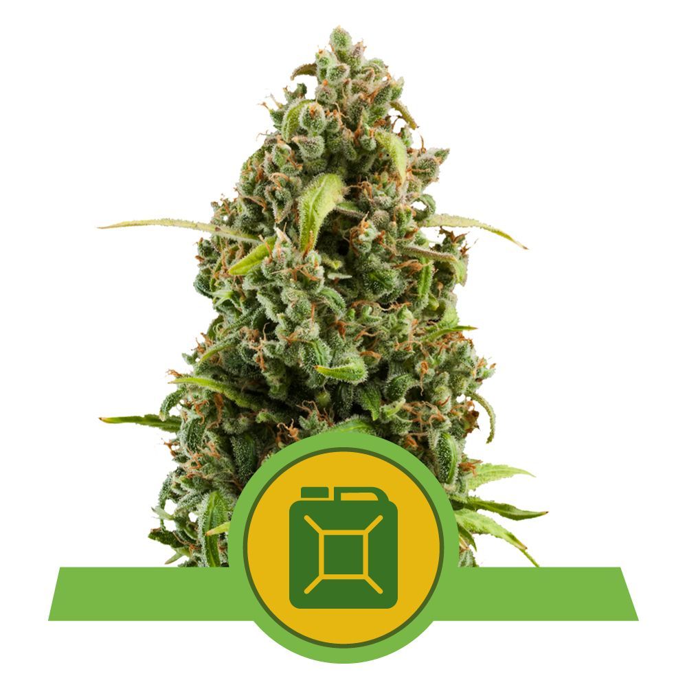 Diesel Auto