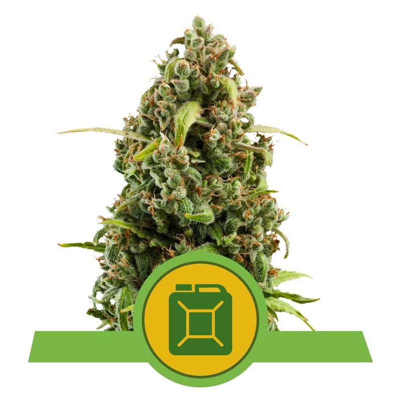 Diesel Auto