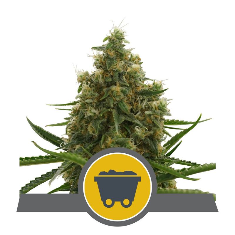 Shining Silver Haze Regular Shining Silver Haze Regular