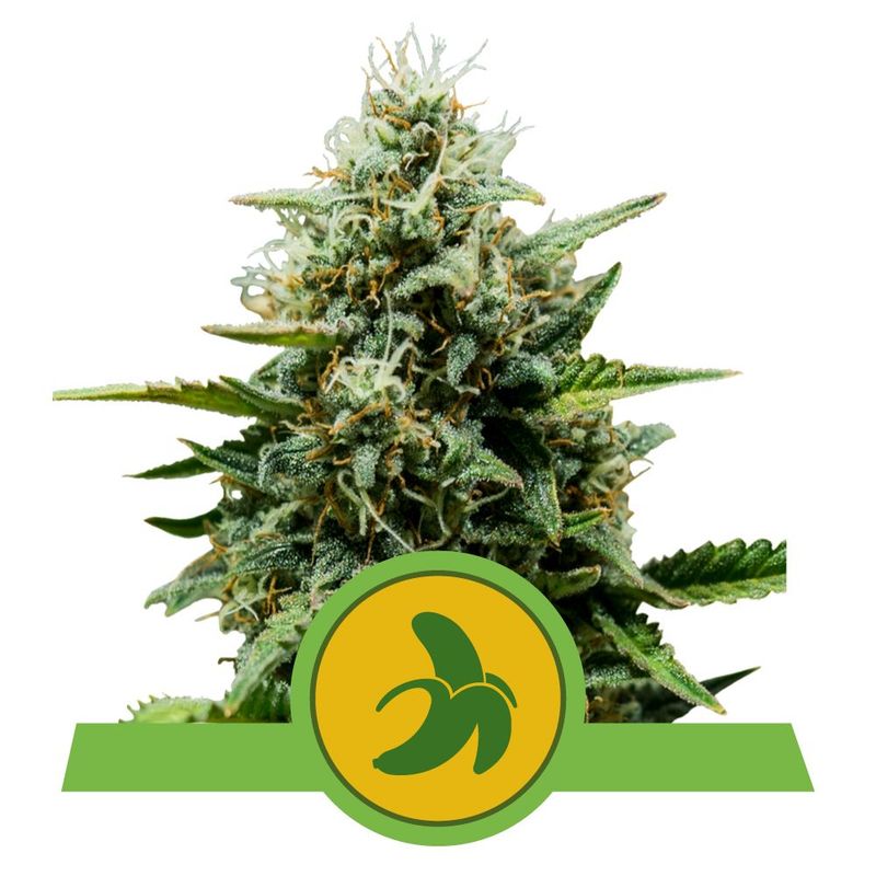 Fat Banana Auto