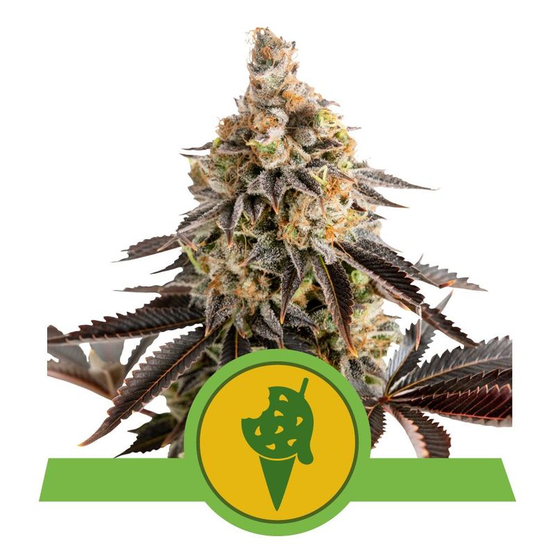 Cookies Gelato Auto Cookies Gelato Auto