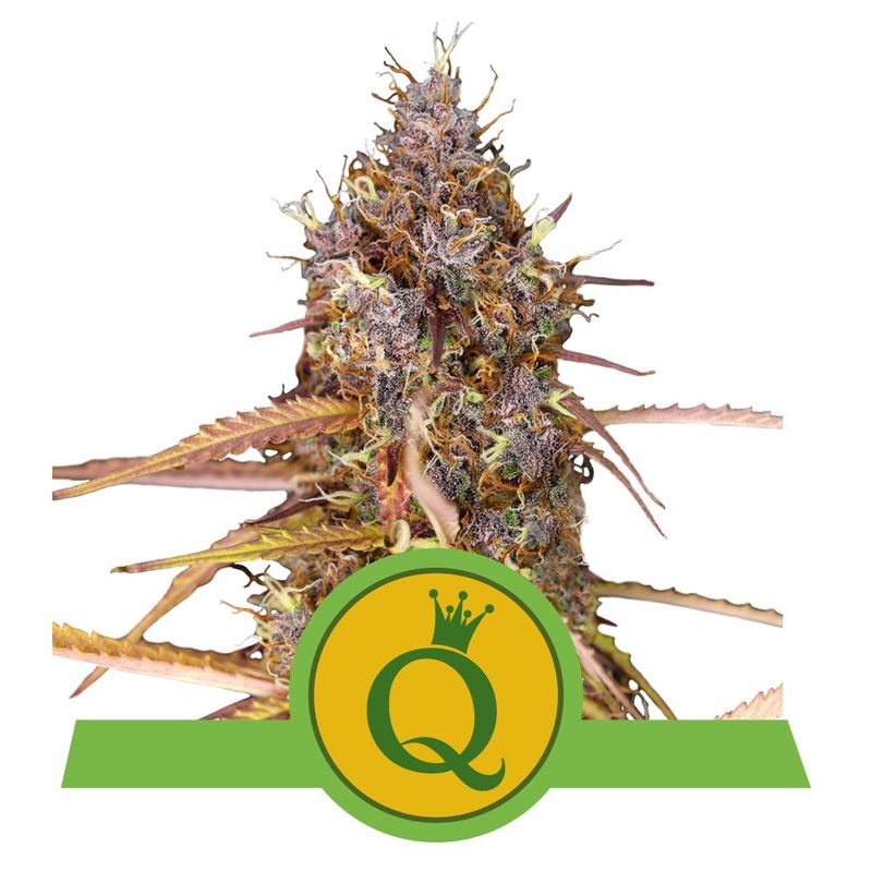 Purple Queen Auto Purple Queen Auto