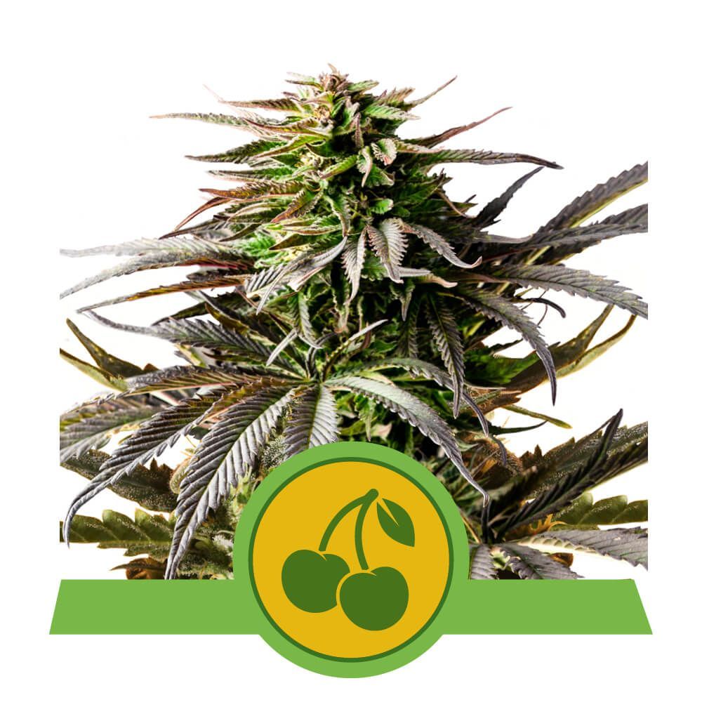 Cherry Pie Auto