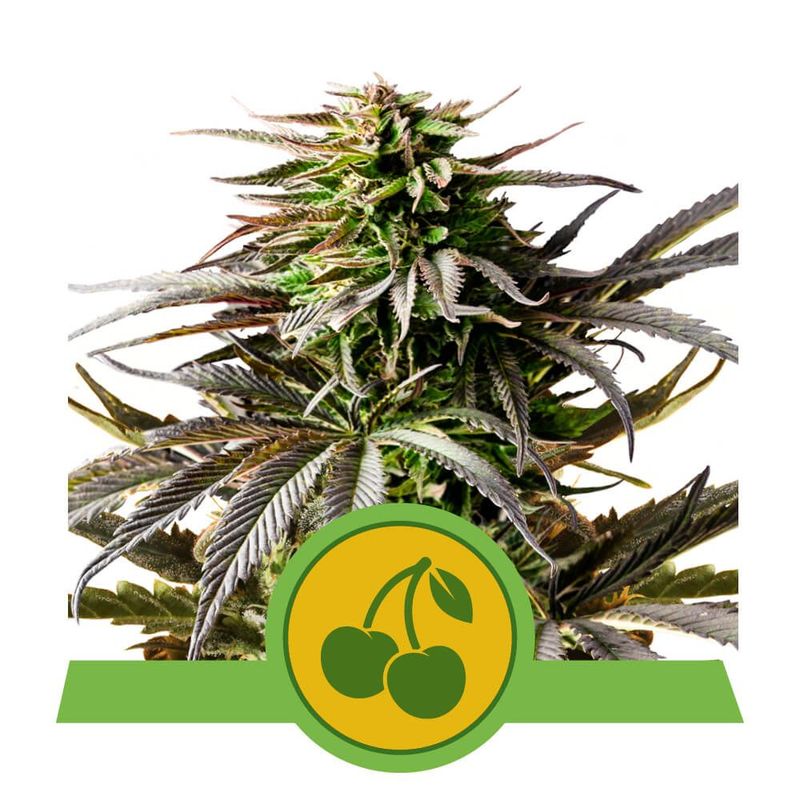 Cherry Pie Auto