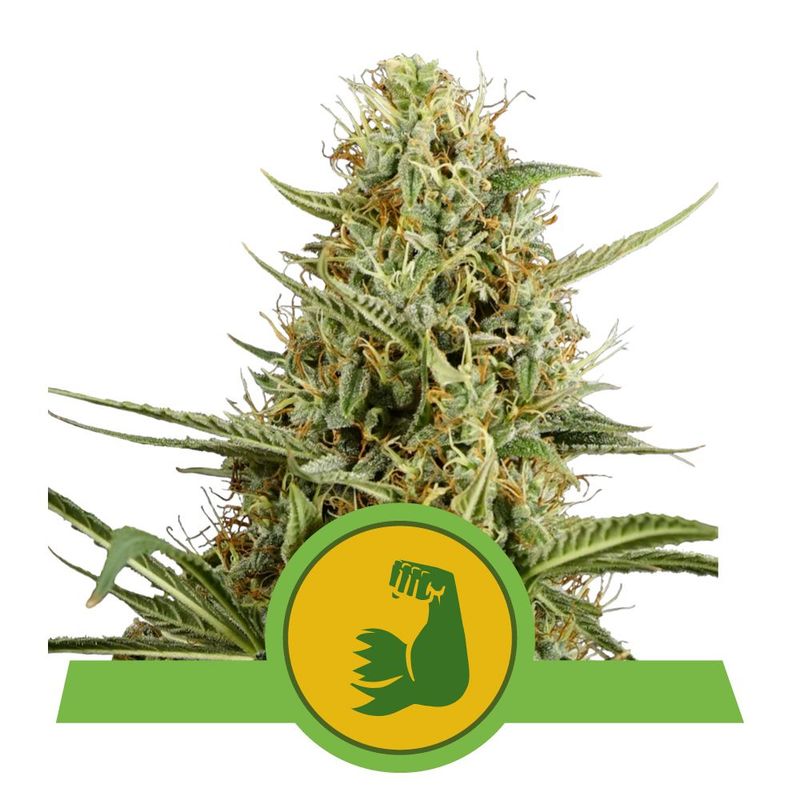 HulkBerry Auto