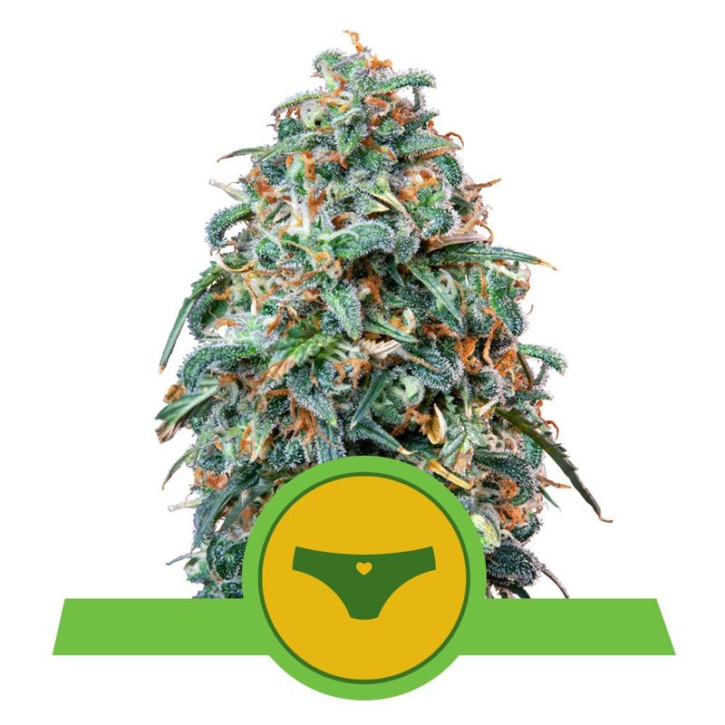 Sherbet Queen Auto Sherbet Queen Auto