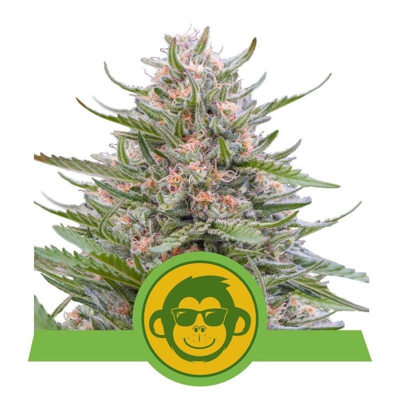 Grape Ape Auto