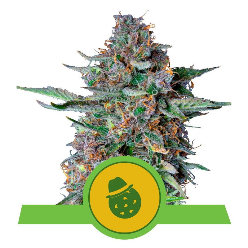 Do-Si-Dos Auto