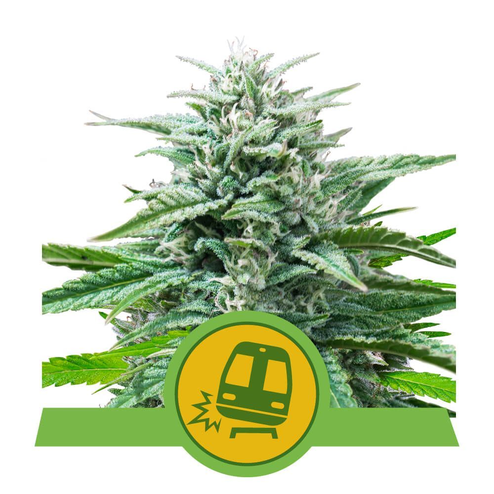 Trainwreck Auto