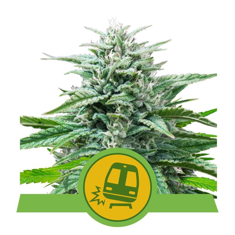 Trainwreck Auto