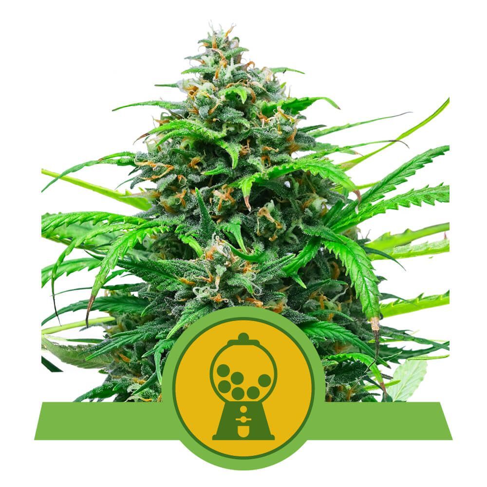 Pink Runtz Auto