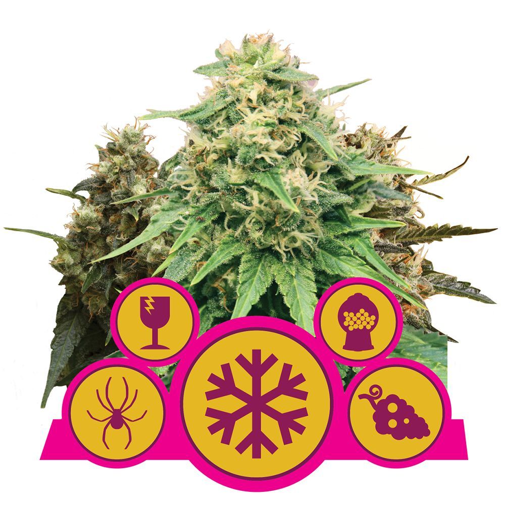 Feminized Mix