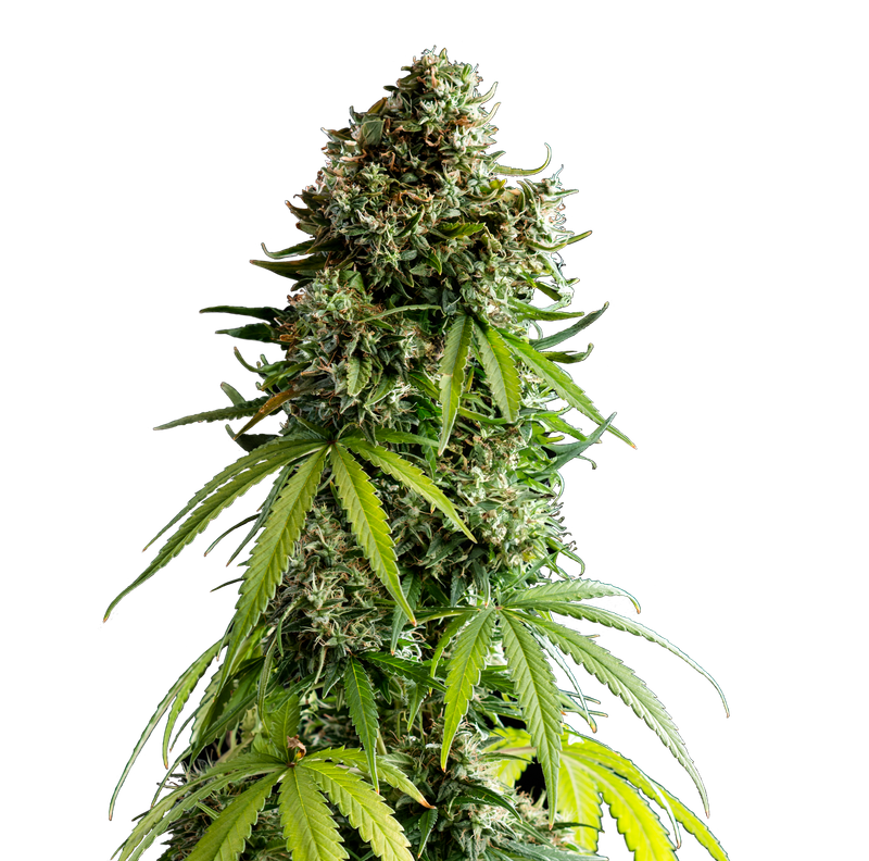 NYC Sour D Auto
