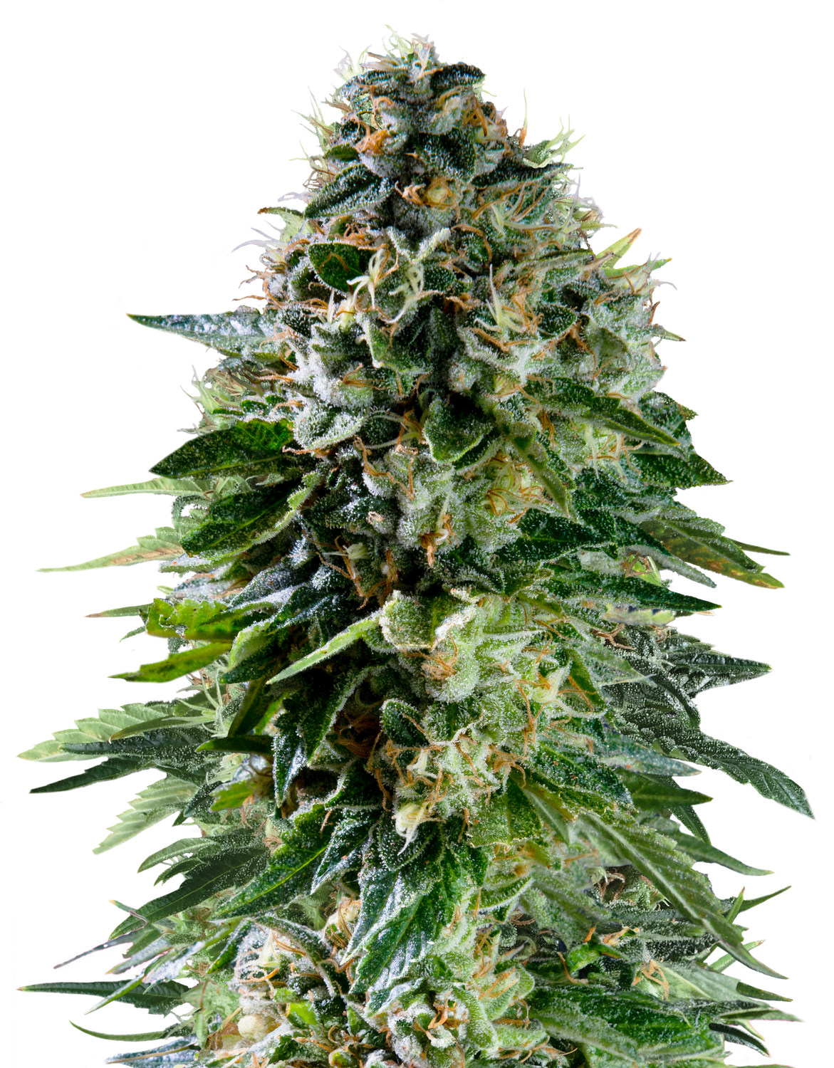 Corkscrew Auto