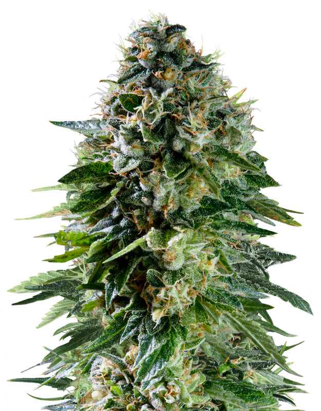 Corkscrew Auto