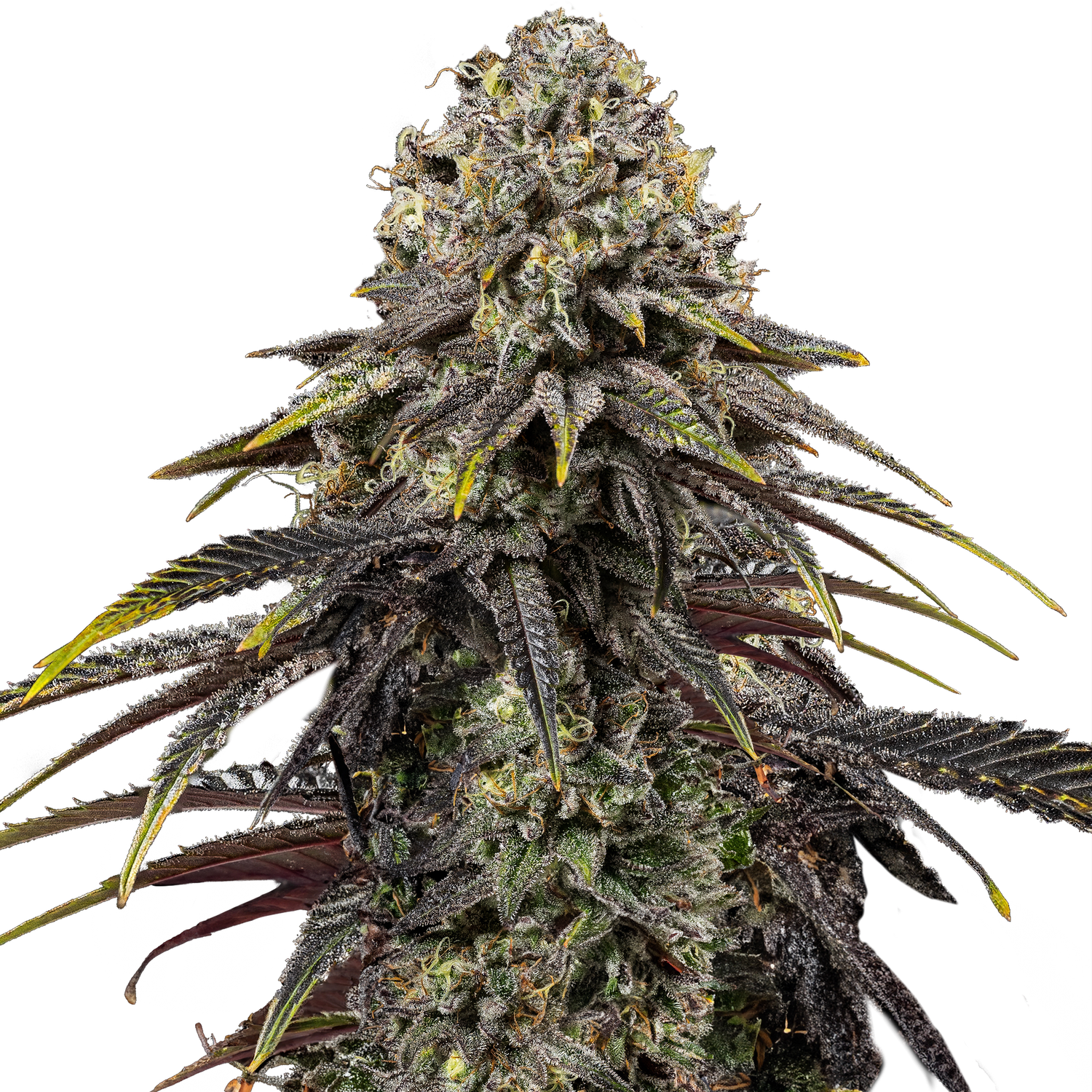 Dynamite Diesel