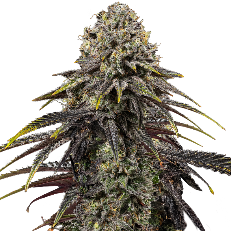 Dynamite Diesel