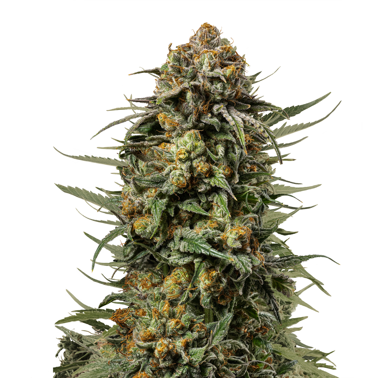 Gelato 44