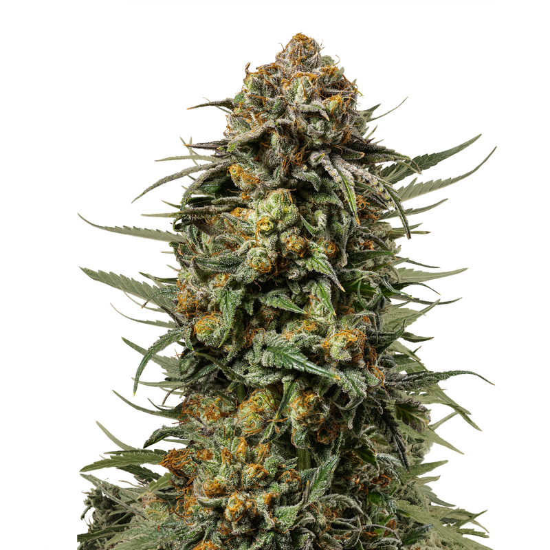 Gelato 44