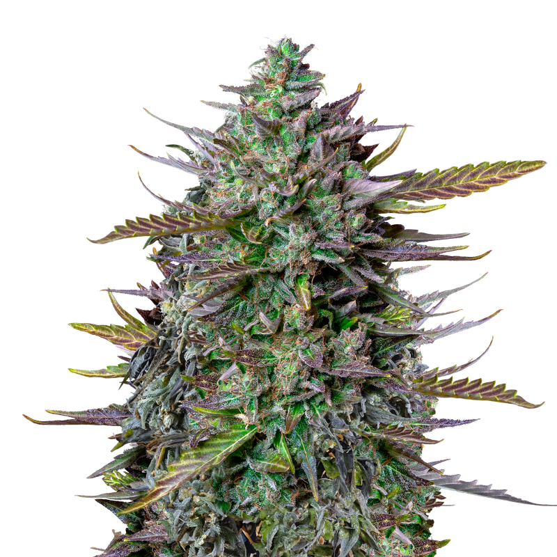 GOAT'lato Auto