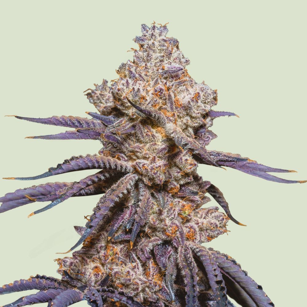 Mexican Rush Auto (Neu)