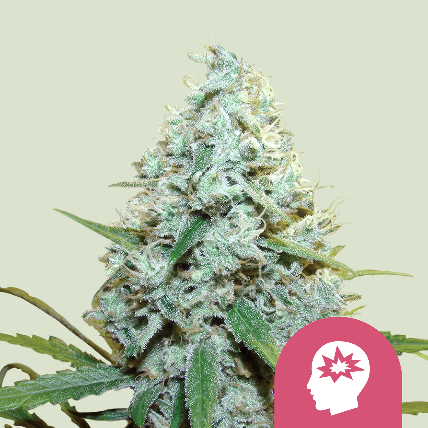 AMG - Amnesia Mac Ganja AMG - Amnesia Mac Ganja