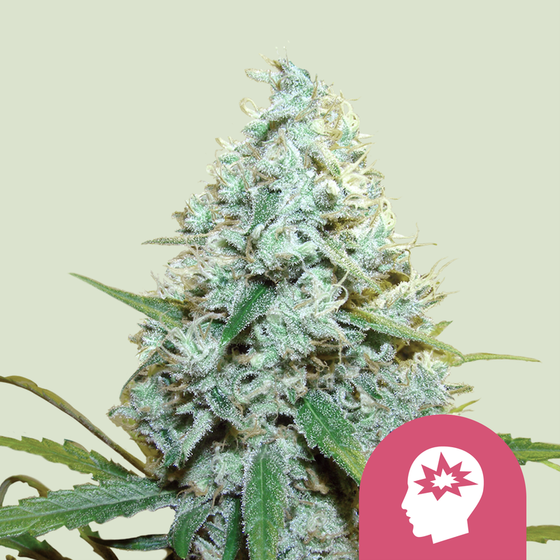 AMG - Amnesia Mac Ganja AMG - Amnesia Mac Ganja