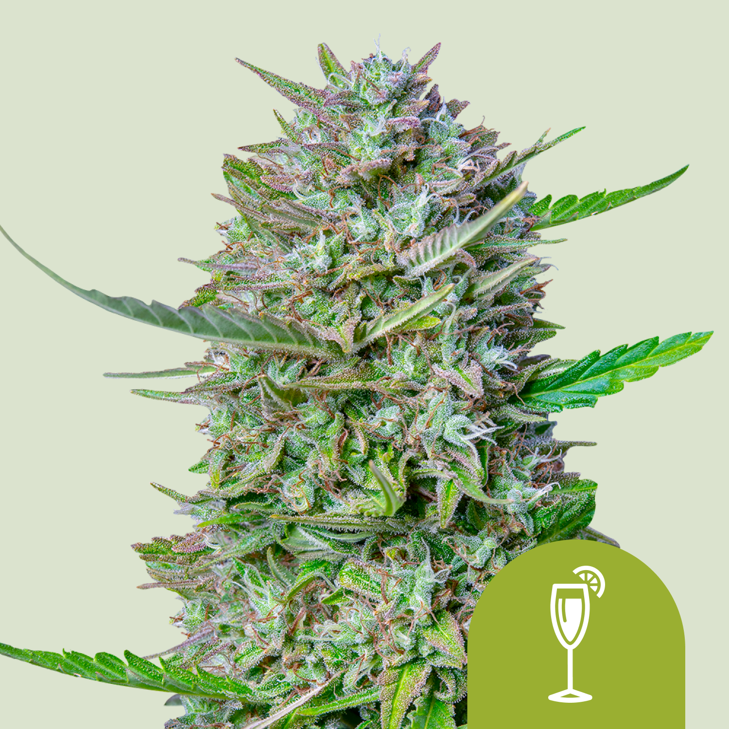 Mimosa Auto Mimosa Auto