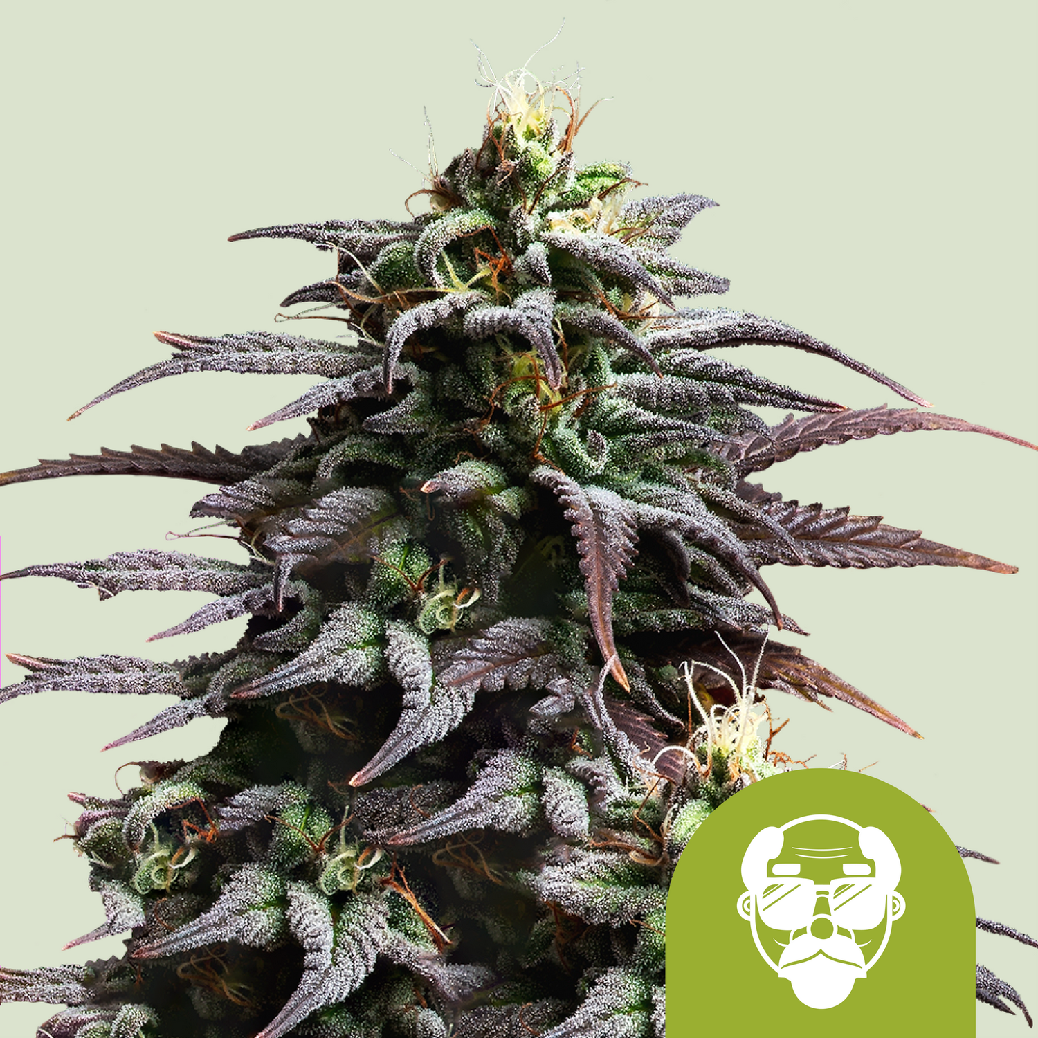 Granddaddy Purple Auto Granddaddy Purple Auto